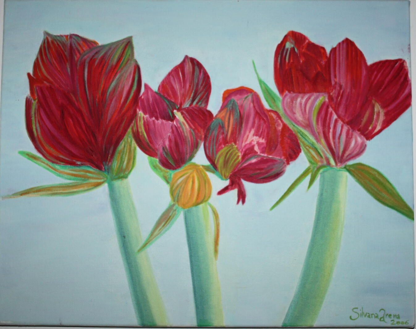 Amarillus 40x51cm Amarillus 40x51cm
